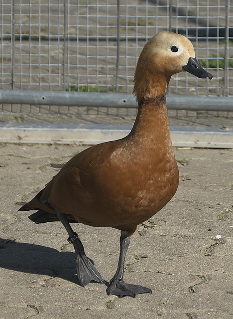 早已失去了