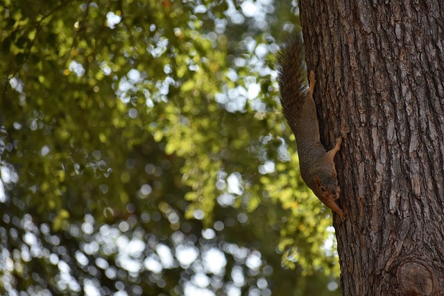 如多特蒙德 如多特蒙德